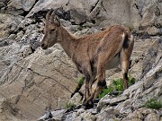 49 Stambecco sulle rocce del Monte Aga